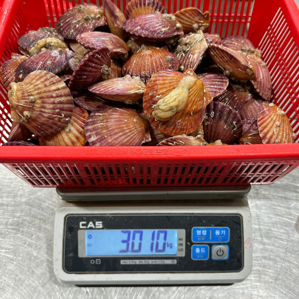 국내산 통영 제철 세척 홍가리비 3kg(60~75미) - 상세 이미지 4