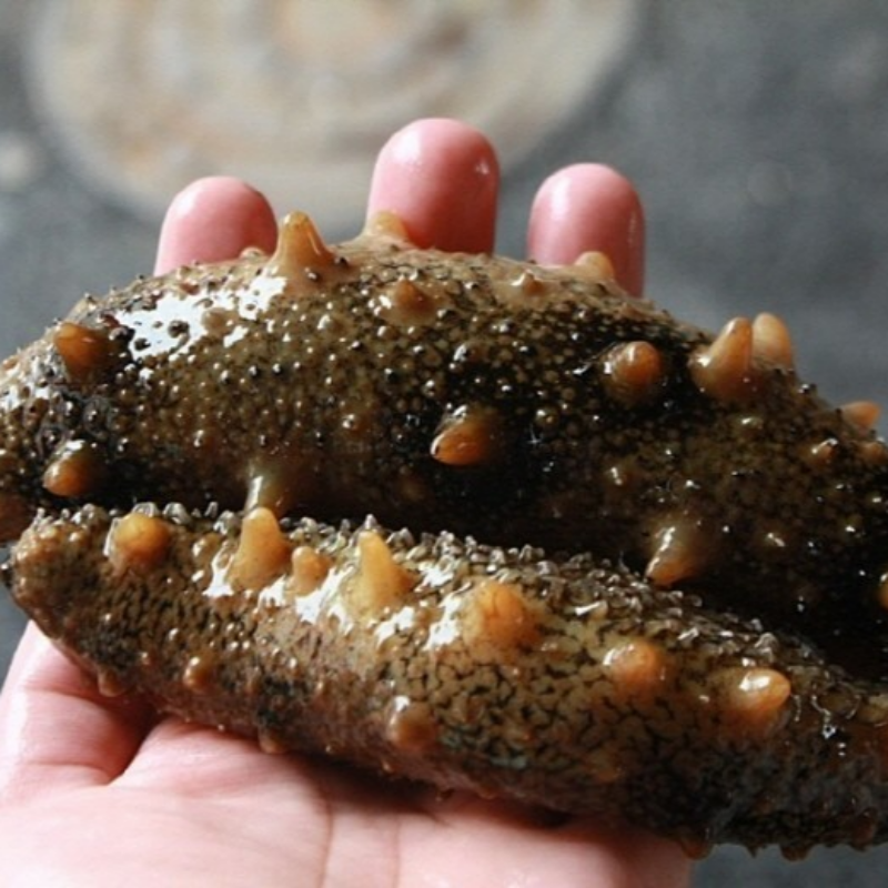 자연가득 바다의 산삼 연안 해삼 500g 5-8미 해수무게포함 - 상품 이미지