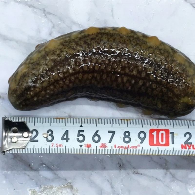 자연가득 바다의 산삼 연안 해삼 500g 5-8미 해수무게포함 - 상세 이미지 5