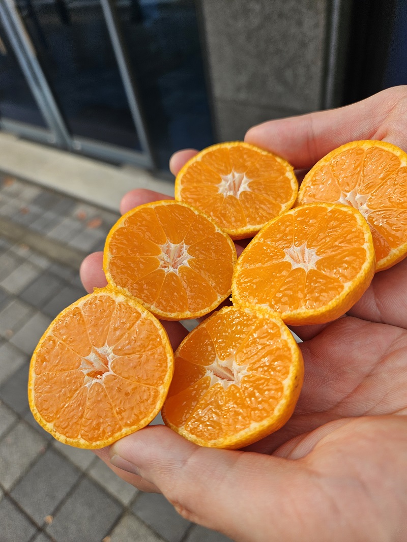 대포감귤 제주귤 프리미엄 대포귤 고당도 타이벡 2kg - 상세 이미지 4