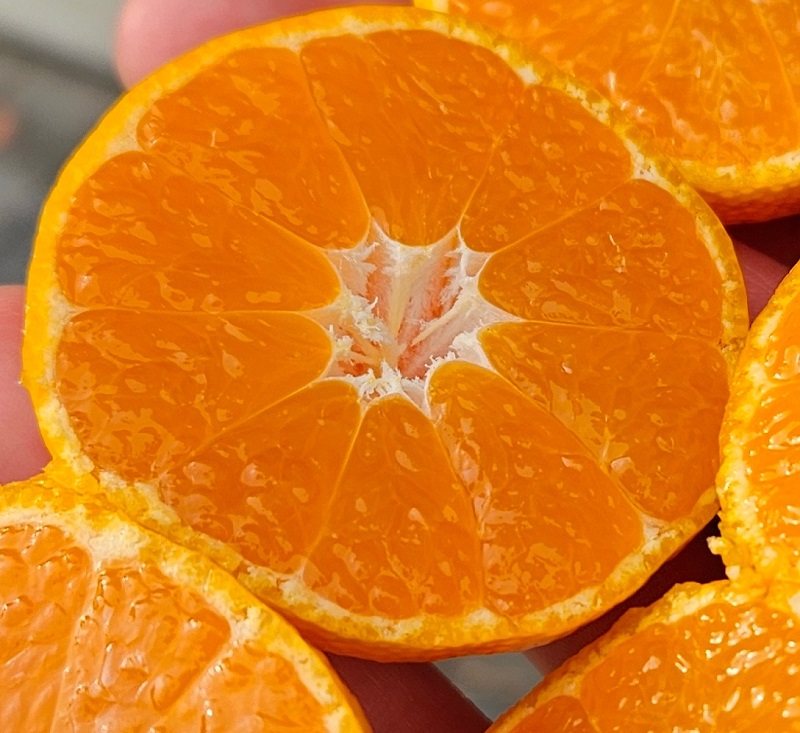 대포감귤 제주귤 프리미엄 대포귤 고당도 타이벡 2kg - 상세 이미지 5