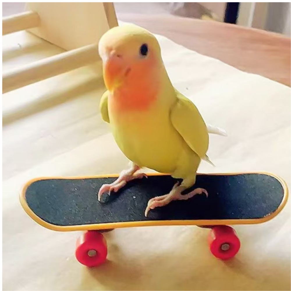 위드레오 스케이트보드 새 장난감 소동물 앵무새