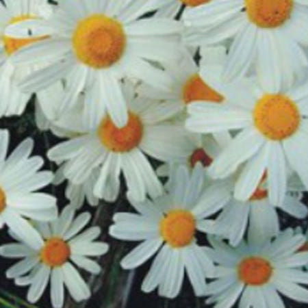 제충국 국화과 꽃 야생화 꽃씨 종자 씨앗 품종 200립