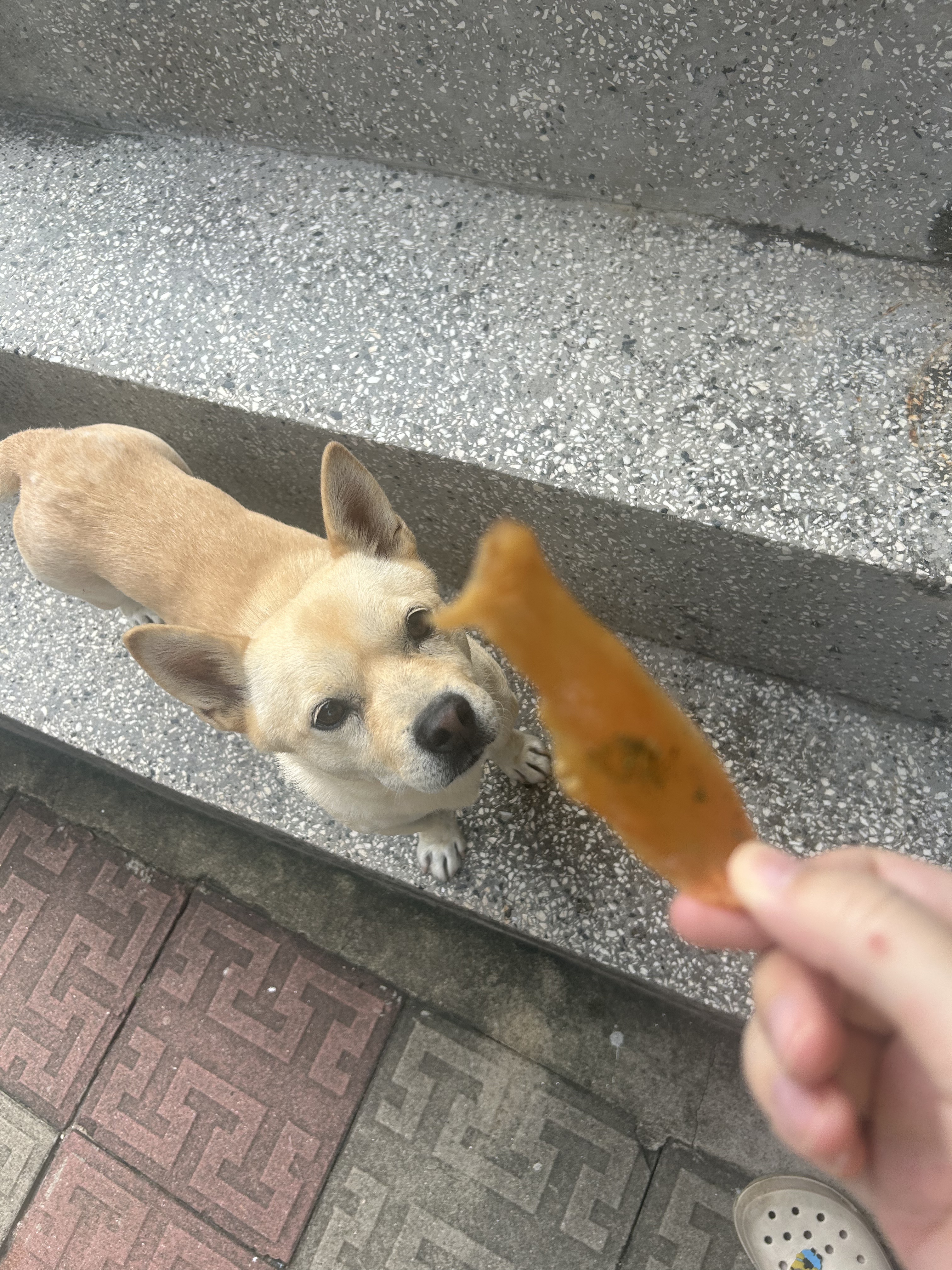 강아지 수제 간식 닭가슴살 저키 애견간식 반려견 훈련용 체중관리, 60g, 3개 - 상세 이미지 5