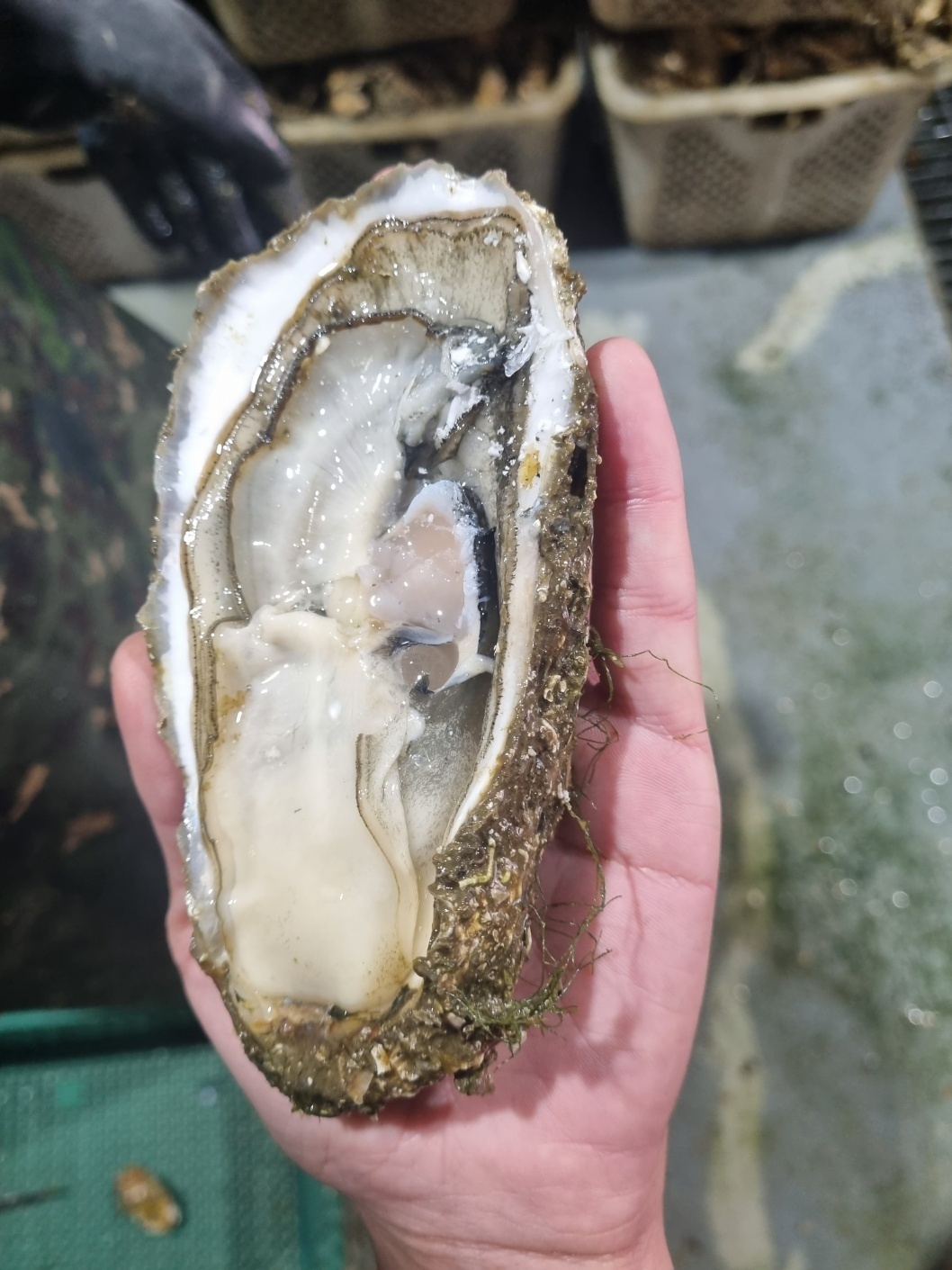 수산물 모음전-하프쉘 지리멸치 홍합 가자미 노가리 매생이 흑고동 민물장어 술안주 밑반찬 - 상세 이미지 2