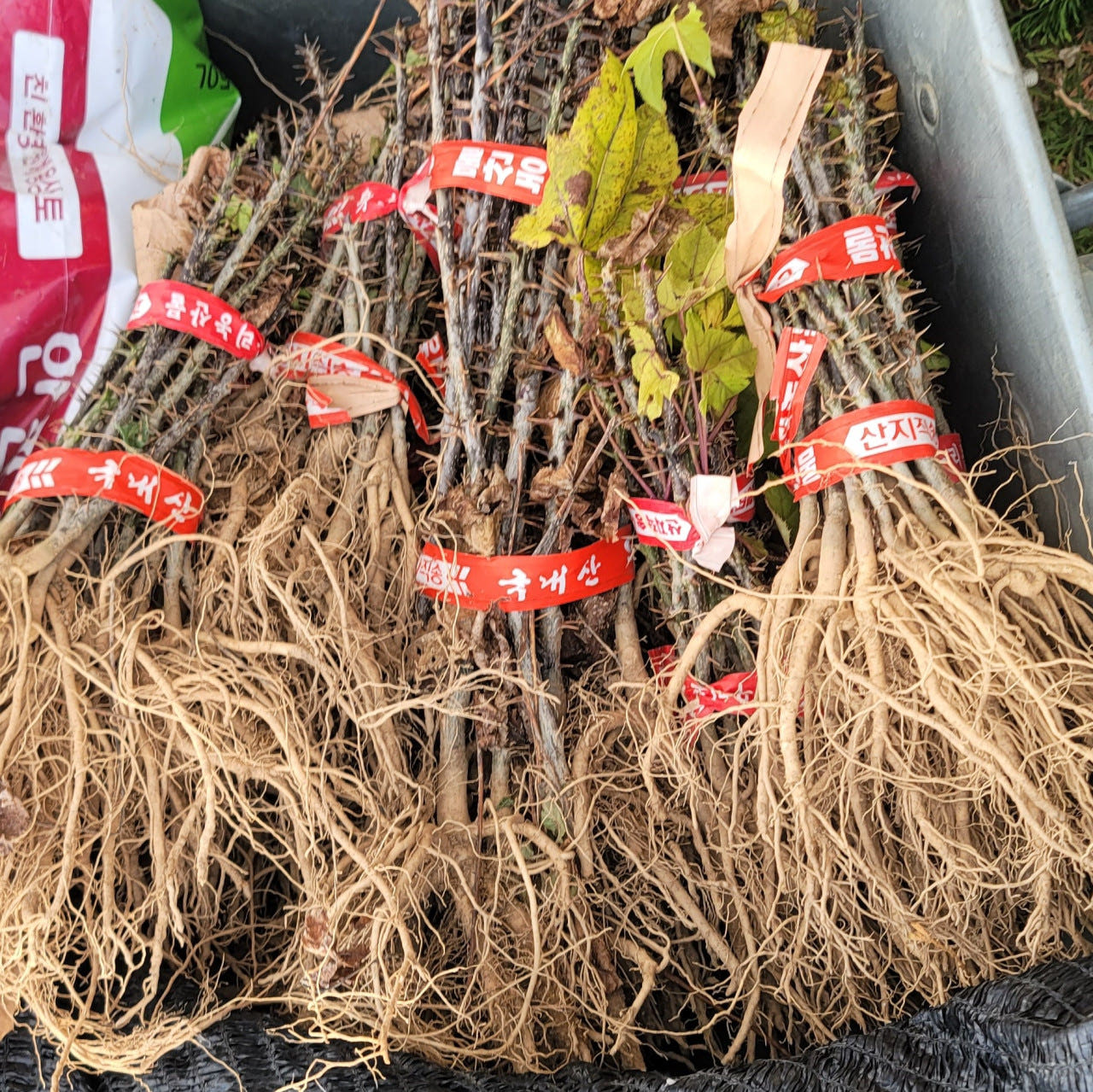 엄나무 묘목 20~30cm 산지발송 제품 이미지