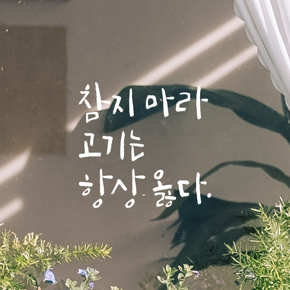 캘리그라피 레터링 스티커 참지 마라 고기는 항상 옳다 검정S 12.5x12cm 이미지 6