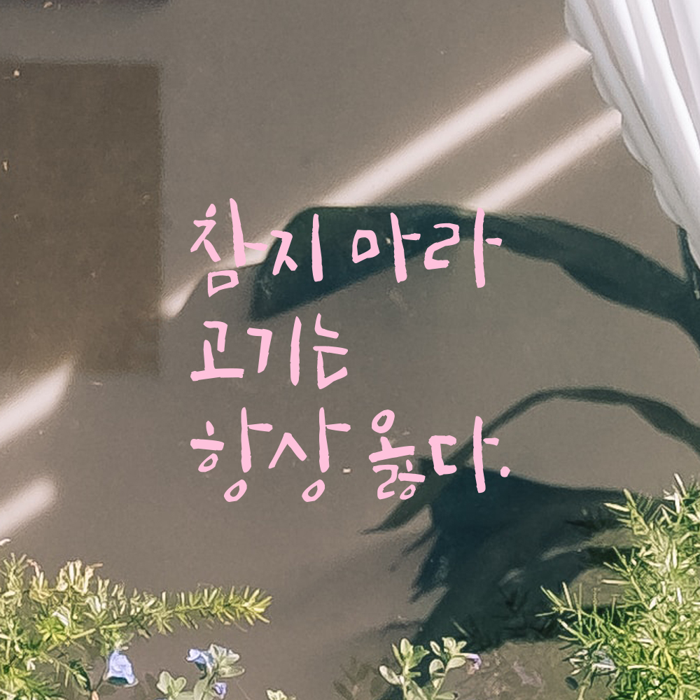 캘리그라피 레터링 스티커 참지 마라 고기는 항상 옳다 검정S 12.5x12cm 이미지 8