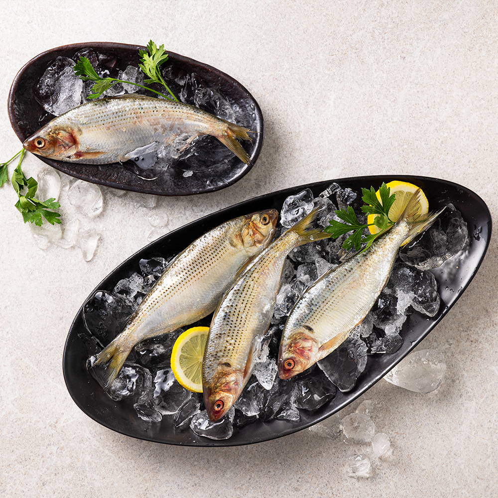국내산 제철 활 전어 1kg(내장손질/전어회/구이용/초무침용 옵션 선택가능) - 상세 이미지 5