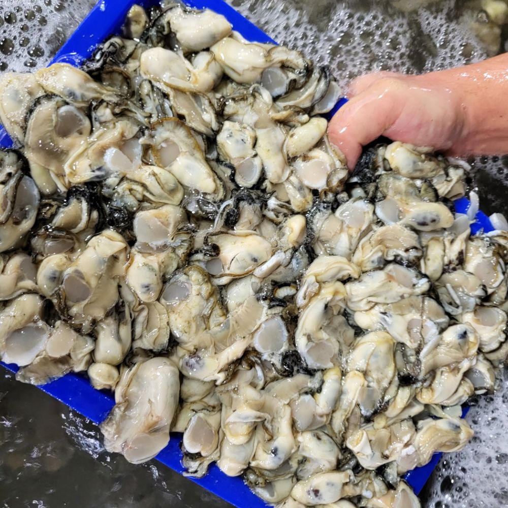 국내산 남해안 깐 생굴 깐굴 1kg - 상세 이미지 2