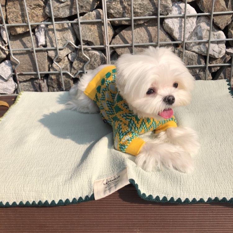 라파미유 강아지담요 강아지이불 바이오워싱 3중거즈 사계절 MINT, L - 상세 이미지 5