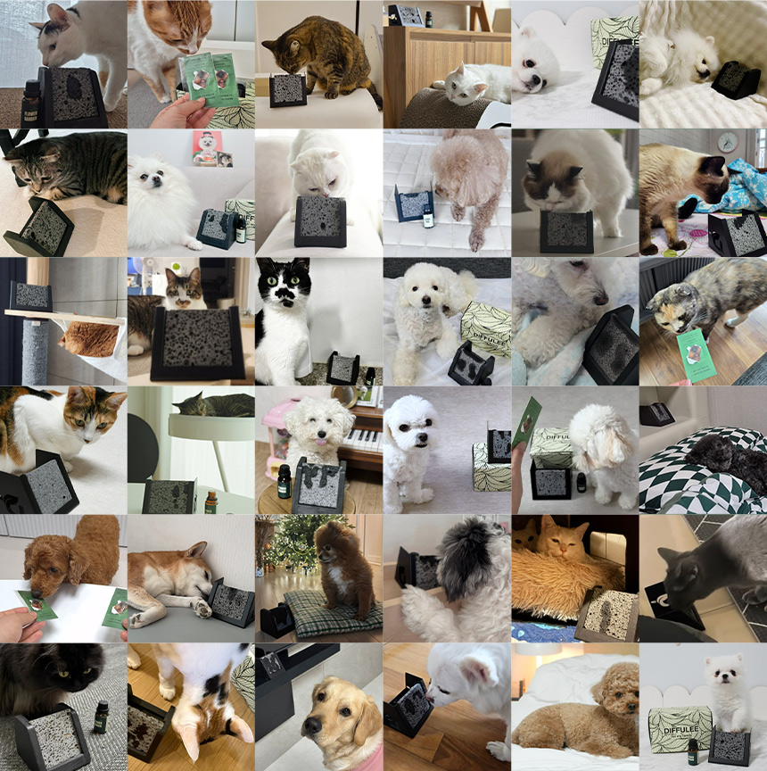 디퓨리 심신안정 아로마테라피 천연 에센셜오일 분리불안완화 숙면 도움 디퓨저 방향제 리필 - 상세 이미지 5