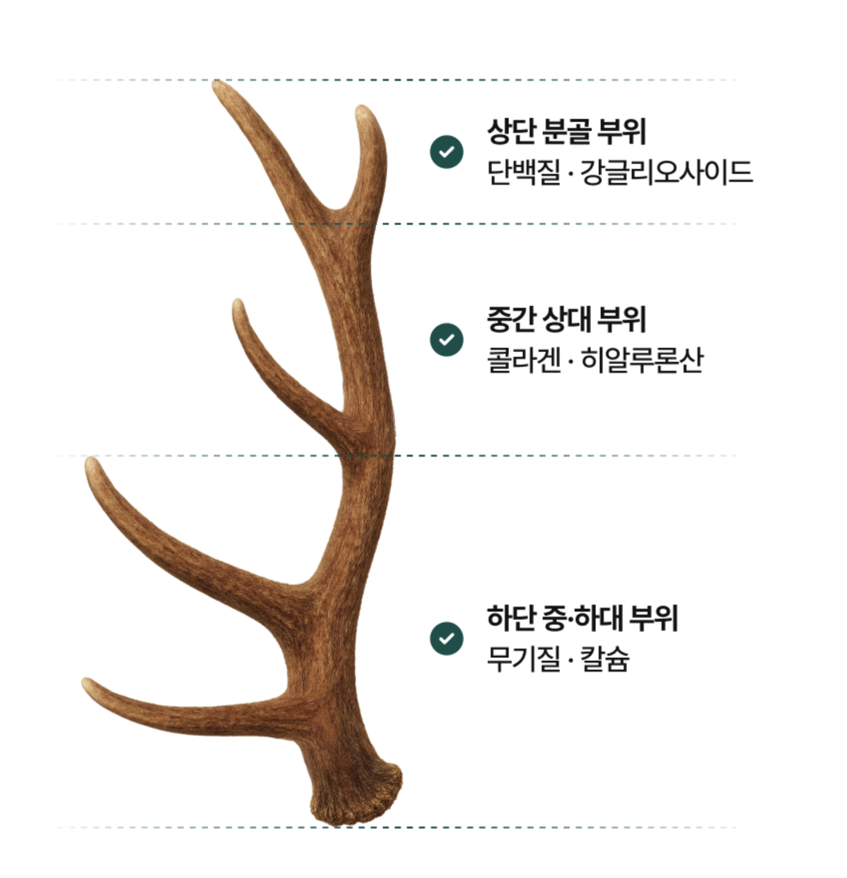 짜먹는 좋은홍삼 달임 흑삼스틱 청소년녹용 - 상세 이미지 5