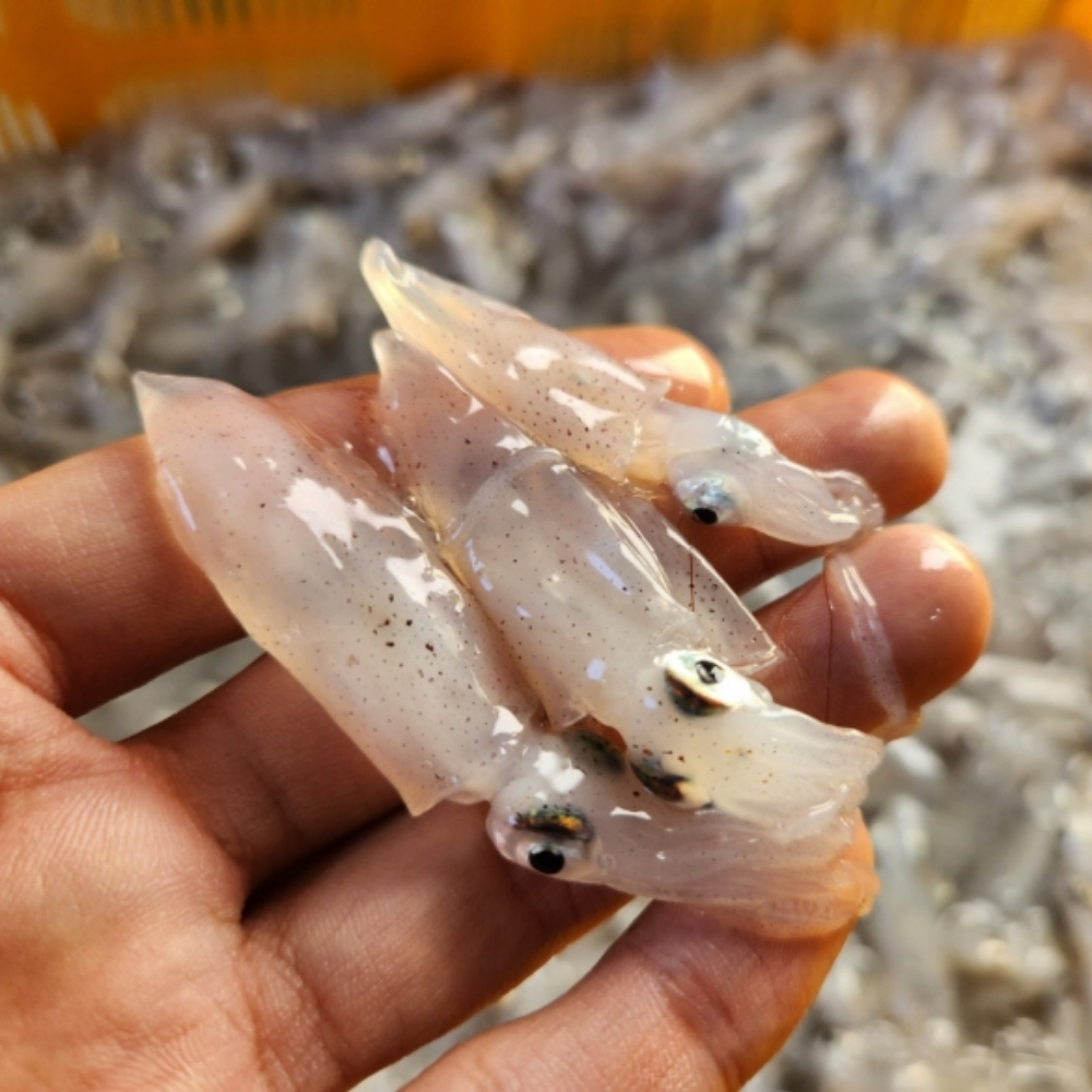 생물 호래기 500g 당일조업 산지직송 회무침용 활호래기 - 상품 이미지