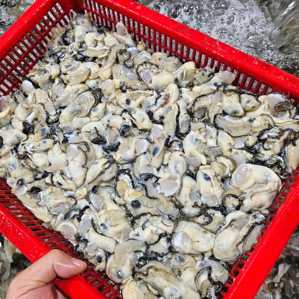 국내산 남해안 깐 생굴 깐굴 1kg - 상품 이미지