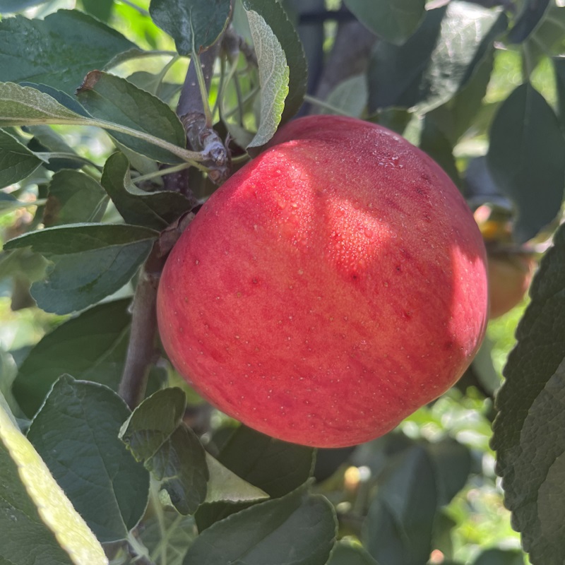 부사 사과 특품 중소과 고당도 3kg - 상세 이미지 2