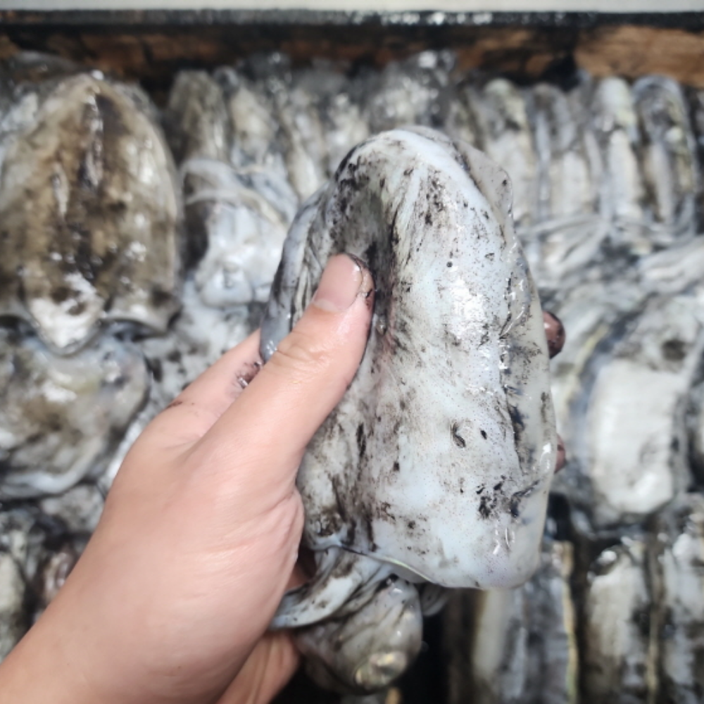 국내산 생물 특대 갑오징어 1kg(2~4미) 탱글 식감 - 상세 이미지 5