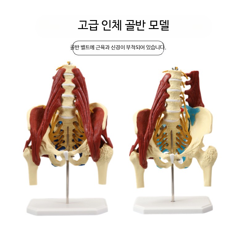 골반모형 근육 해부학 인체골격모형 교육용 실습 해부학 - 상세 이미지 5