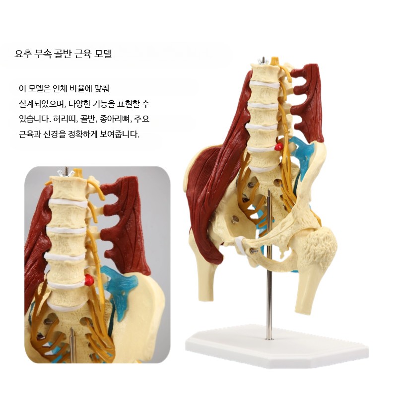골반모형 근육 해부학 인체골격모형 교육용 실습 해부학 이미지 6