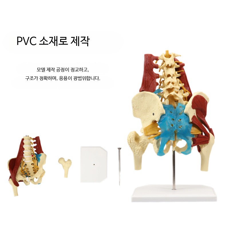 골반모형 근육 해부학 인체골격모형 교육용 실습 해부학 - 상세 이미지 3