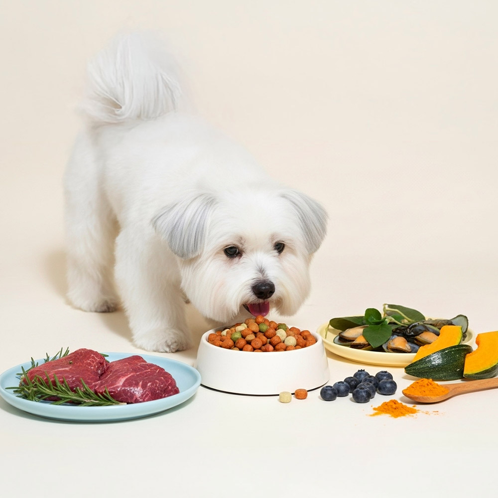 더독 닥터소프트 비프 노령견용, 3kg, 1개 이미지 3