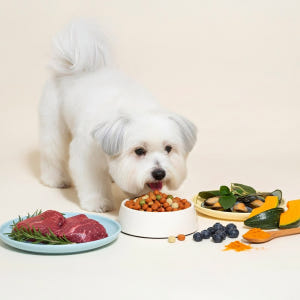 더독 닥터소프트 비프 노령견용, 3kg, 1개 솔직 후기 | 실제 사용자 리뷰 총정리 - 상품 이미지 3