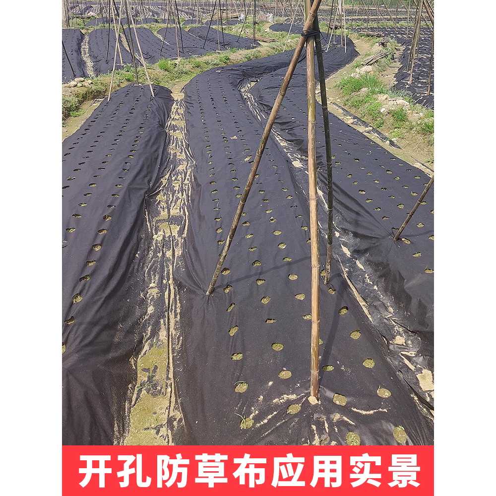 농업용 부직포 매트 상추 냉해 방지 월동 덮개 마늘 1.5x50m 6공 - 상세 이미지 4