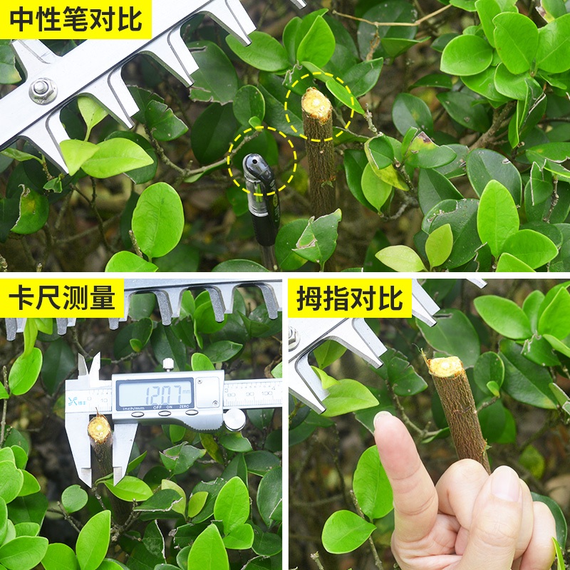 전기 찻잎채취기 트리머 새싹 채집기 따기 녹차잎 채엽기 수확기 순치기 - 상세 이미지 4