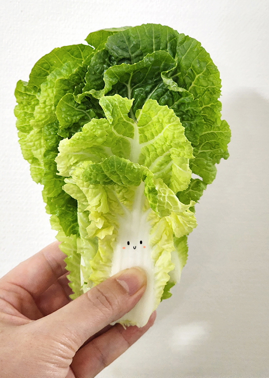 전남 진도 해풍맞고자란 제철 햇 봄동 배추 겉절이 무침 1KG 2KG - 상세 이미지 2