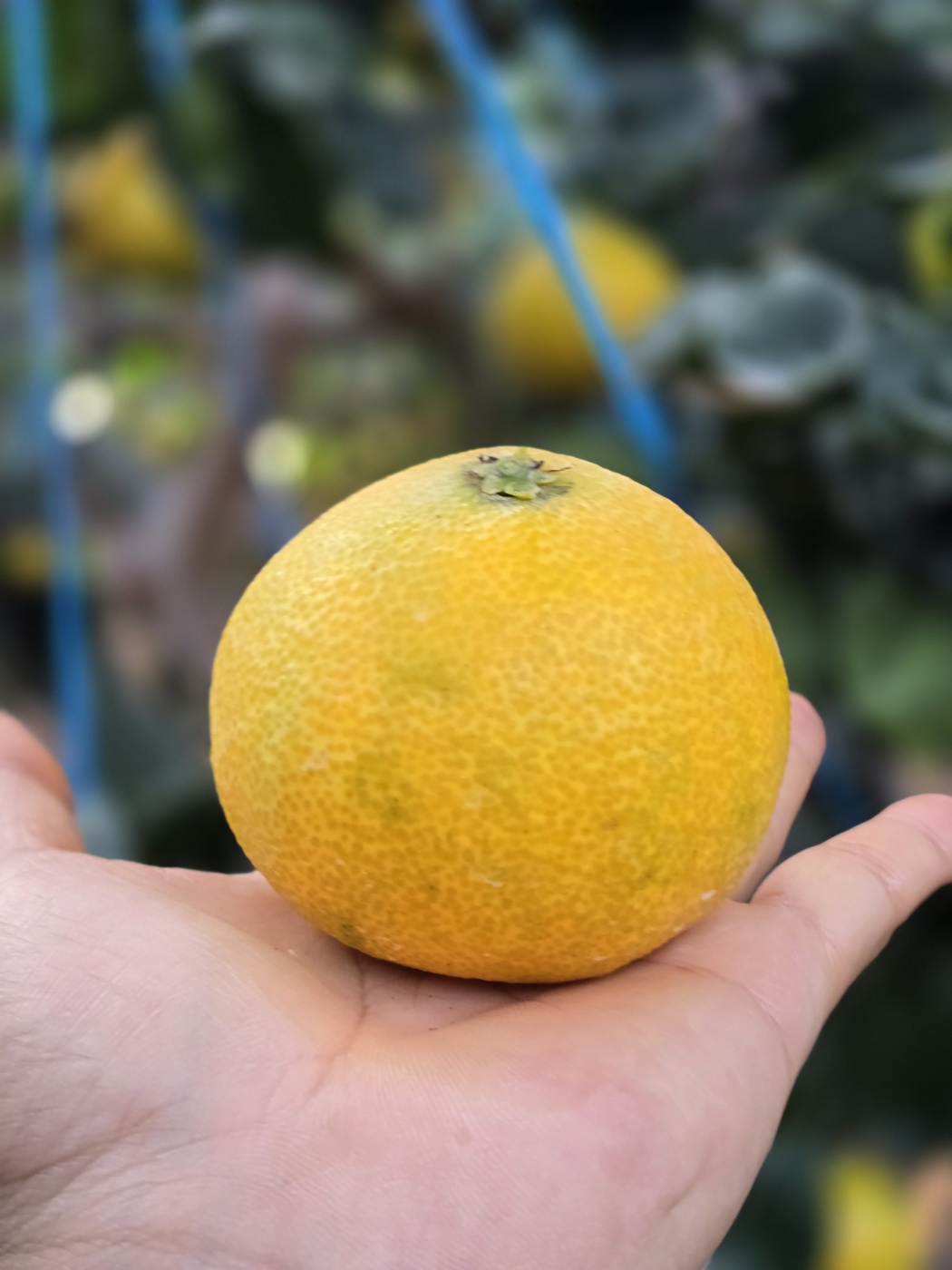 노지 황금향 5kg 10kg 소과 중과 대과 제주 산지직송 - 상세 이미지 3