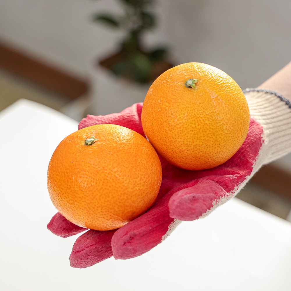 [제주직송] 제주 황금향 대과 가정용 선물용 못난이 노지 2.5kg, 1개 - 상세 이미지 2