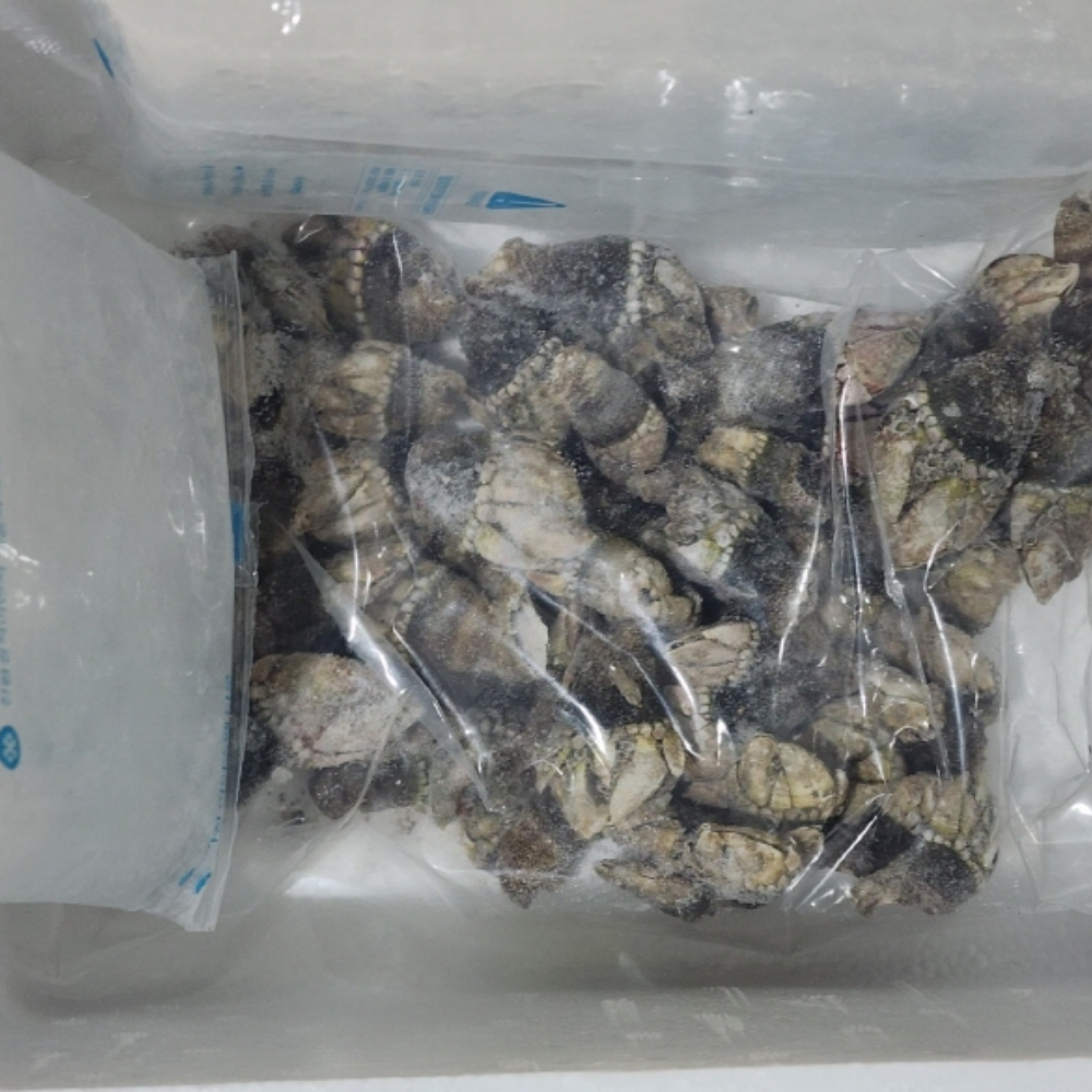 무인도 채취 자연산 거북손 급냉 500g 비린내 적은 감칠맛 국물요리 - 상세 이미지 3