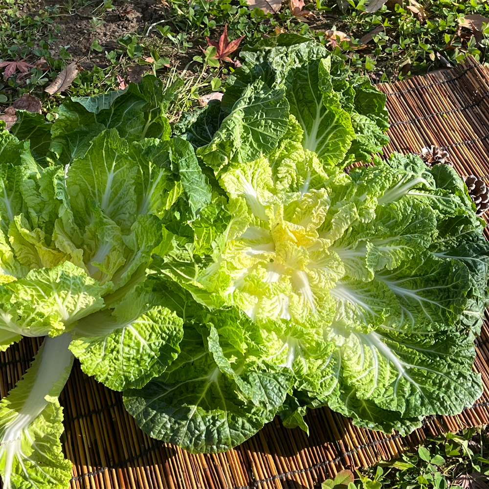 산지직송 진도 해풍 봄동 달달한 1kg 특상급 신선채소 - 상품 이미지