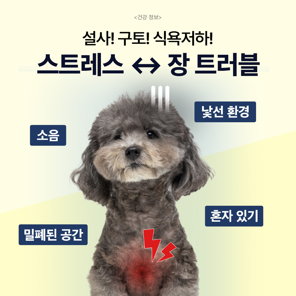 닥터바이 강아지 유산균 프로바이오틱스 장건강 영양제 카밍, 30포, 1개 이미지 4