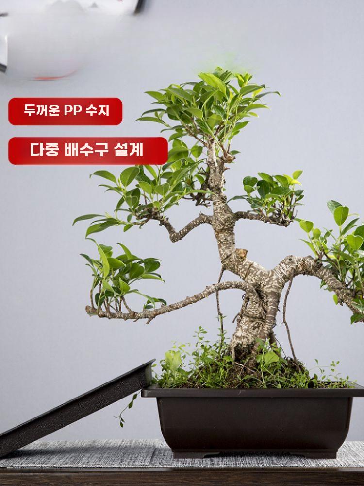 직사각형 두꺼운 다육이 식물 화분 가정용 육묘용 - 상세 이미지 2