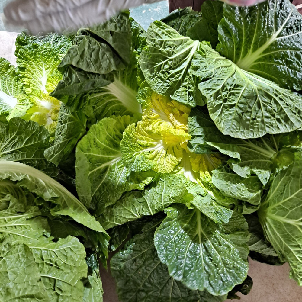 산지직송 진도 해풍 봄동 달달한 1kg 특상급 신선채소 - 상세 이미지 5