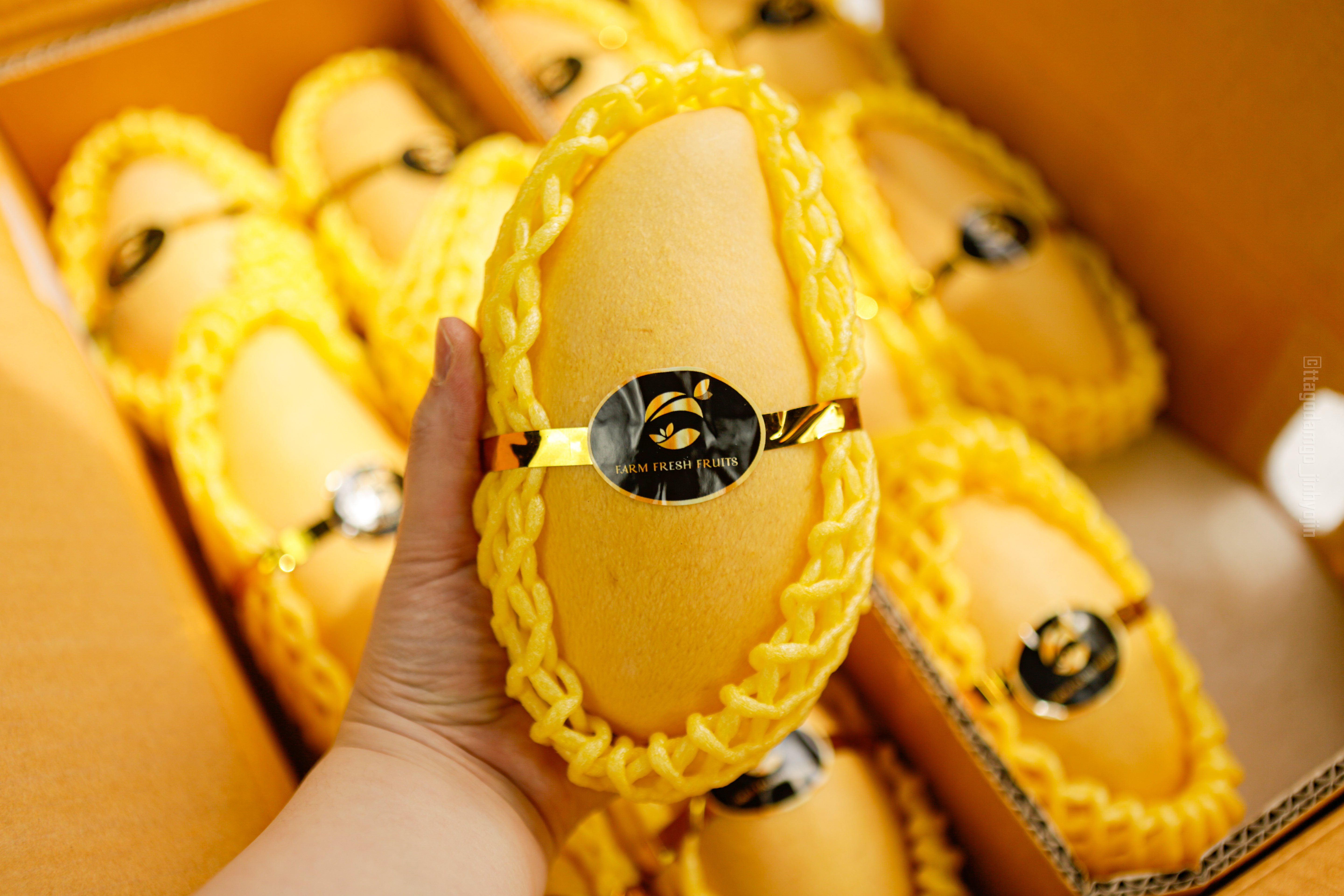 프리미엄 태국 골드 망고