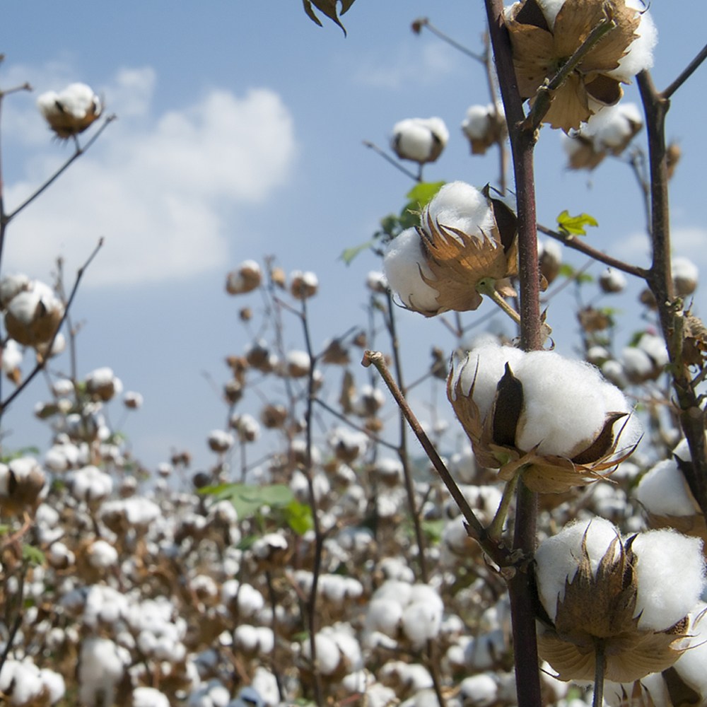 고밀도 순면 80수 호텔침구 3종세트