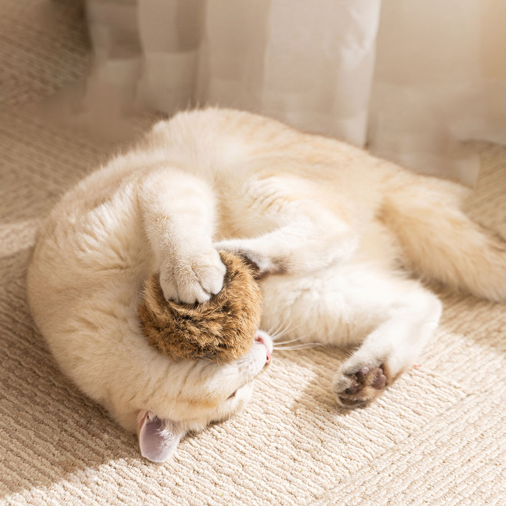 크레용펫 고양이 캣닢 공 볼 토끼털 장난감 - 상세 이미지 3