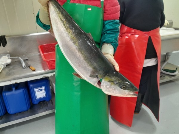 나나수산 급냉 손질 필렛 겨울방어  6-8kg급 1팩 500g - 상세 이미지 2