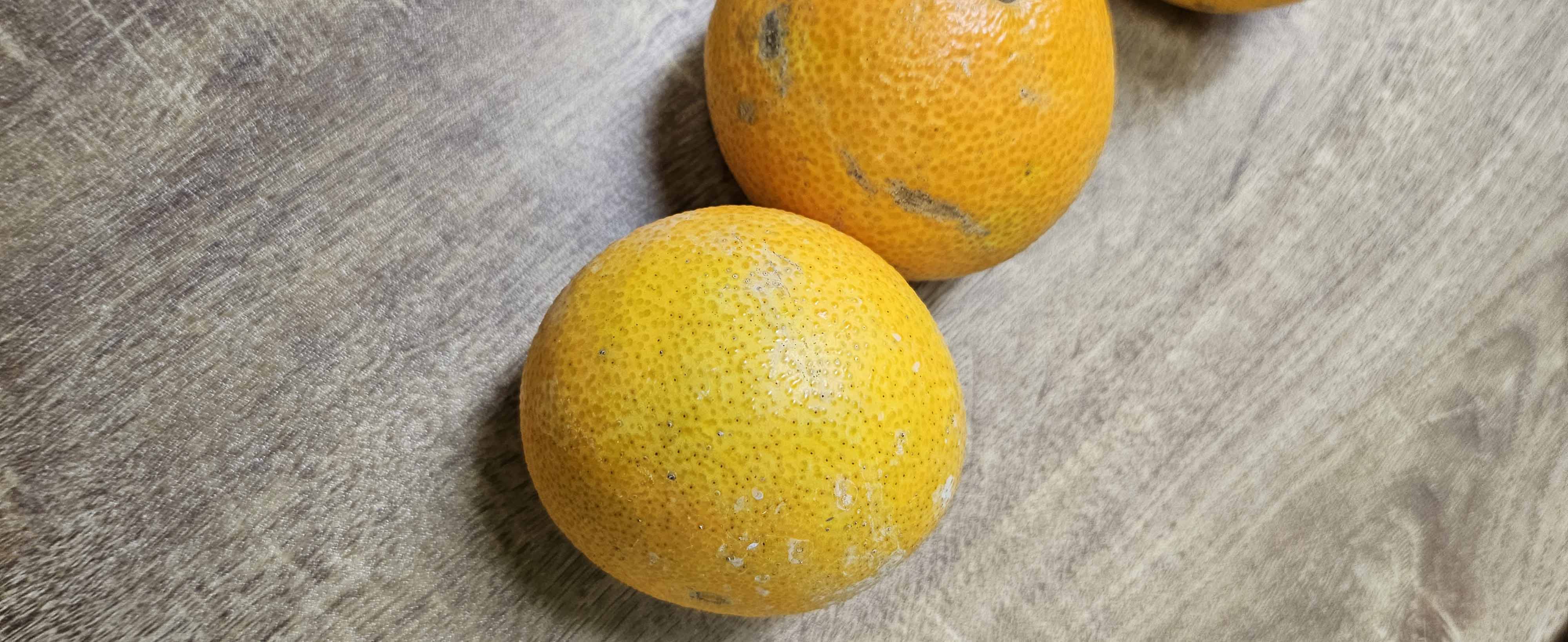 무선별 제주 가정용 황금향  귤 11Brix, 2kg, 1개 - 상세 이미지 4