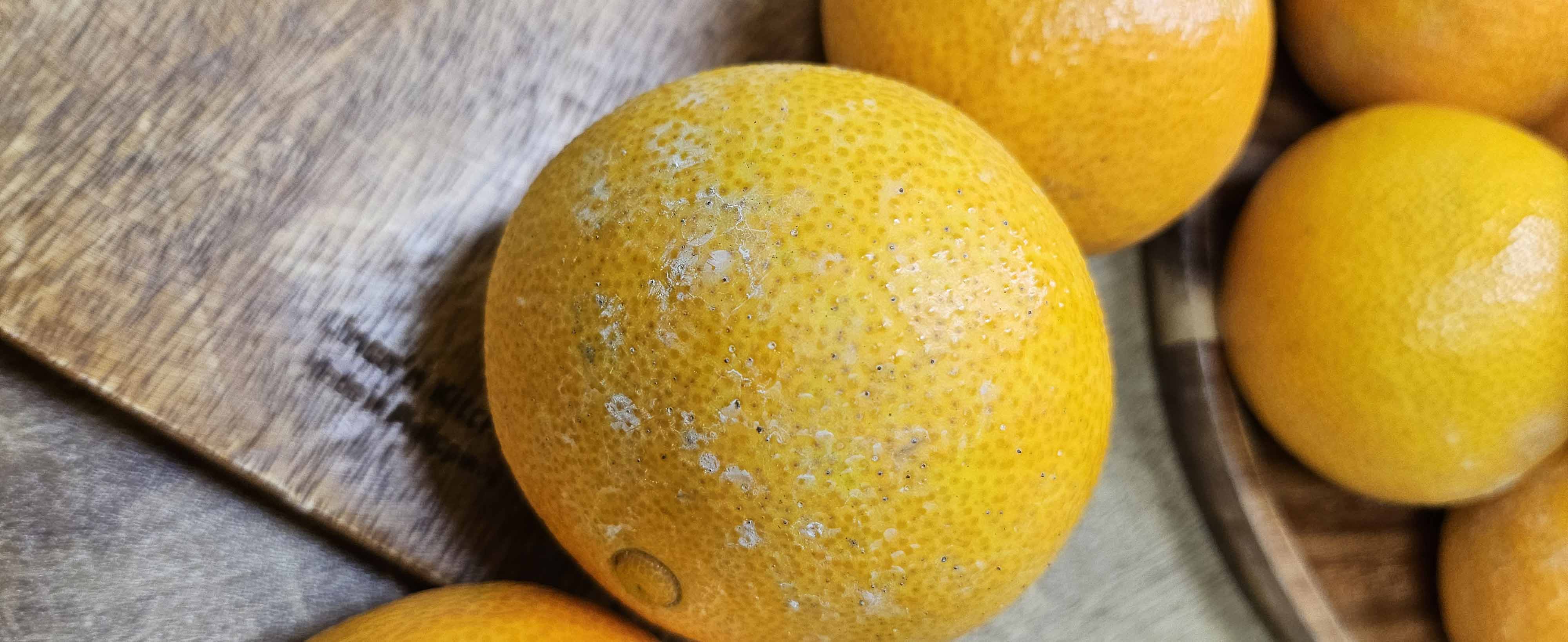 무선별 제주 가정용 황금향  귤 11Brix, 2kg, 1개 - 상세 이미지 5