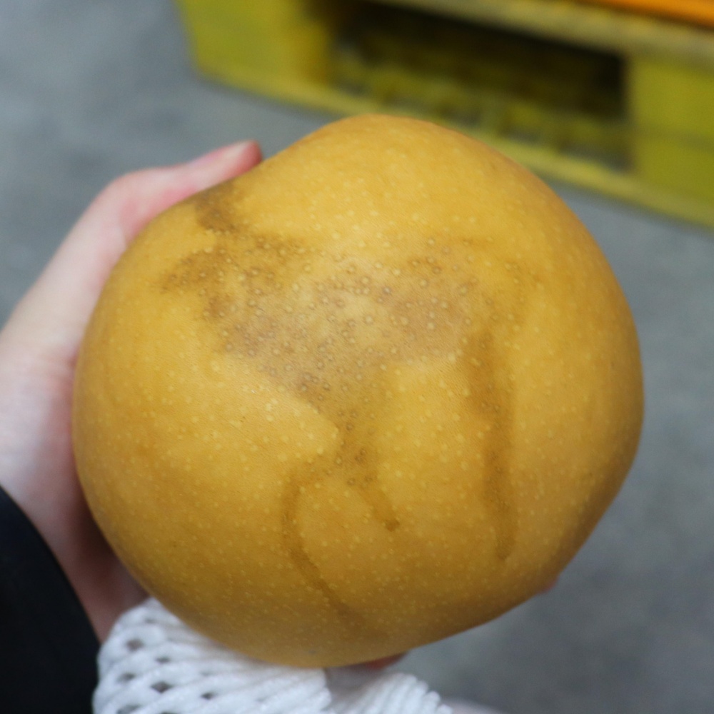 파지배 먹는 배구매 김장용배 못난이 배과일 천안 상주 햇신고배 한박스 3kg, 1개 - 상세 이미지 5