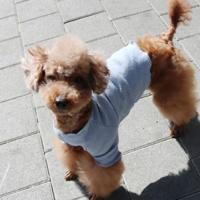 데일리펫용품 316E살랑살랑이너티 핑크-S - 상품 이미지