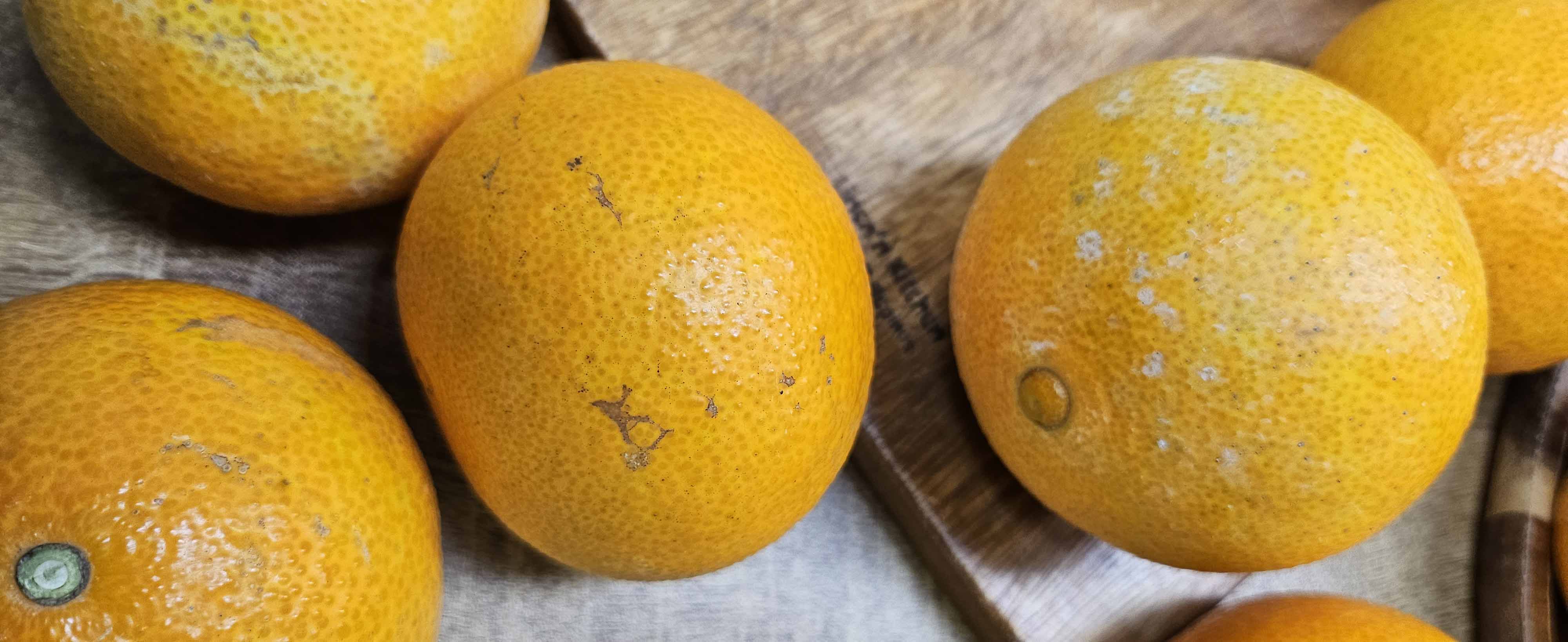 무선별 제주 가정용 황금향  귤 11Brix, 2kg, 1개 - 상세 이미지 2
