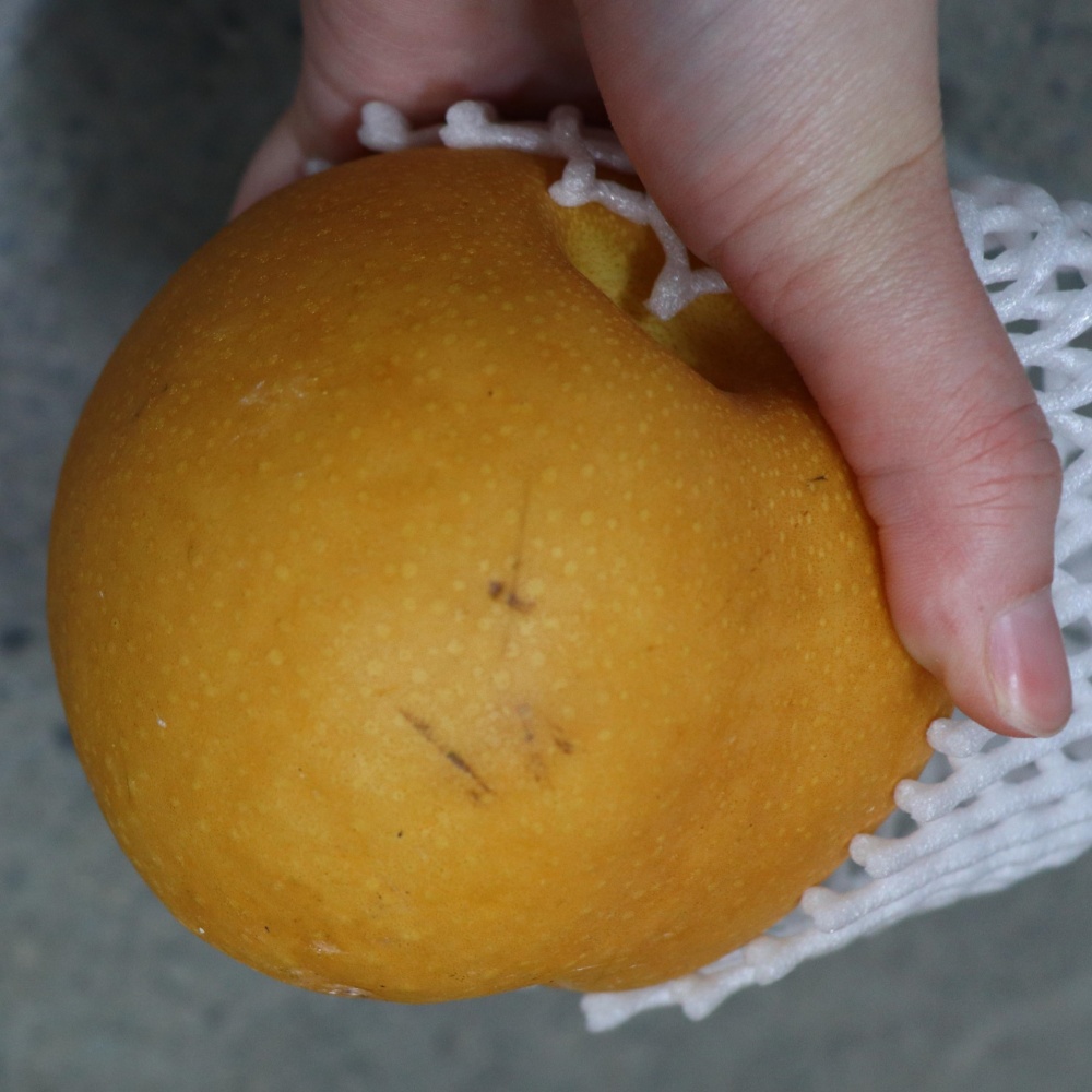 파지배 먹는 배구매 김장용배 못난이 배과일 천안 상주 햇신고배 한박스 3kg, 1개 - 상세 이미지 3