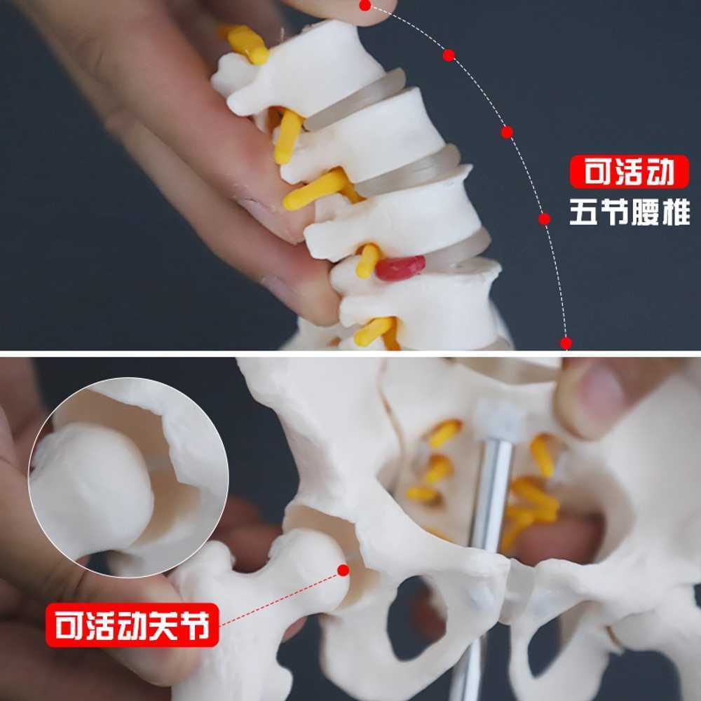 뼈모형 해골 상반신 인체 해부학 모델 골격 교육용 - 상세 이미지 2