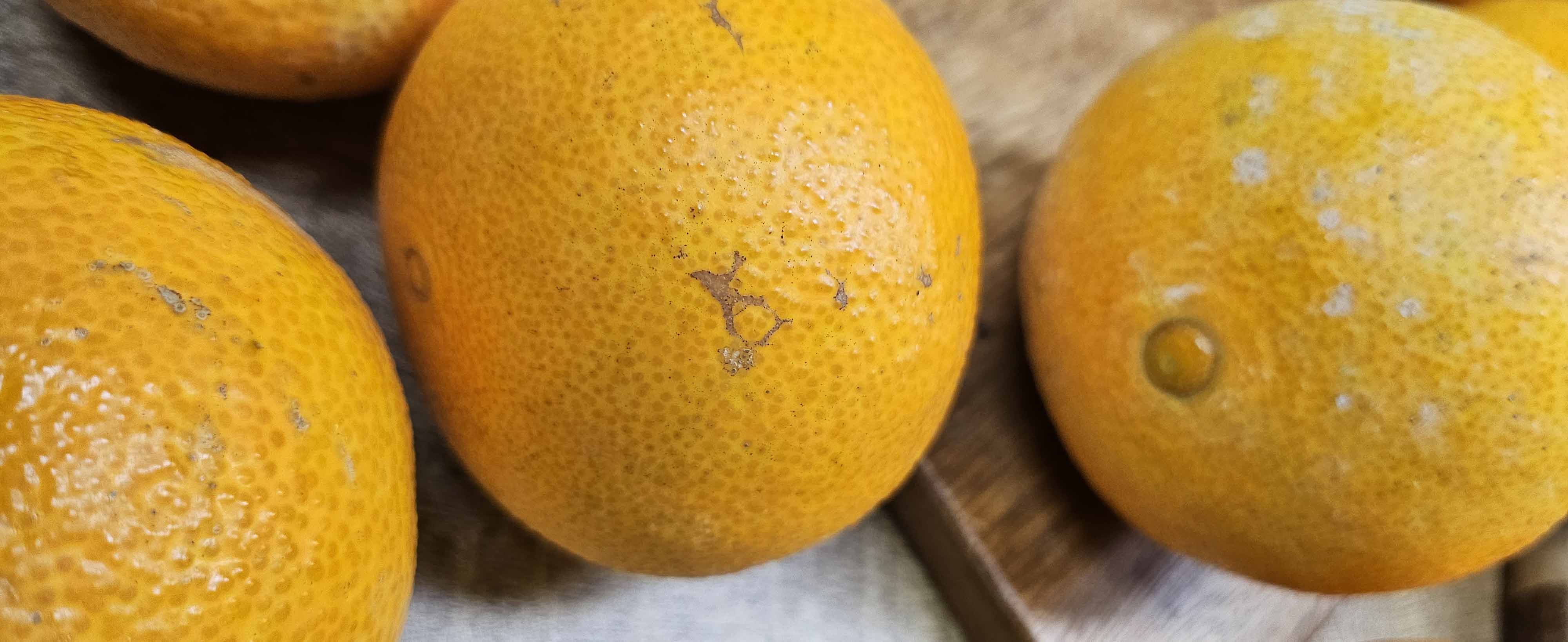 무선별 제주 가정용 황금향 귤 11Brix, 5kg, 1개 이미지 8