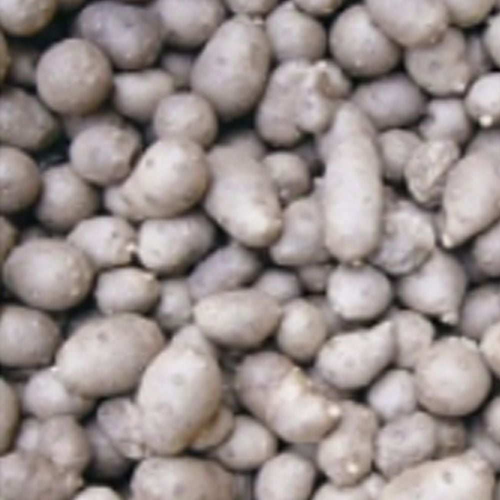 채소 산마 참마 단마 씨앗 작물 품종 채소 종자 500g - 메인 이미지