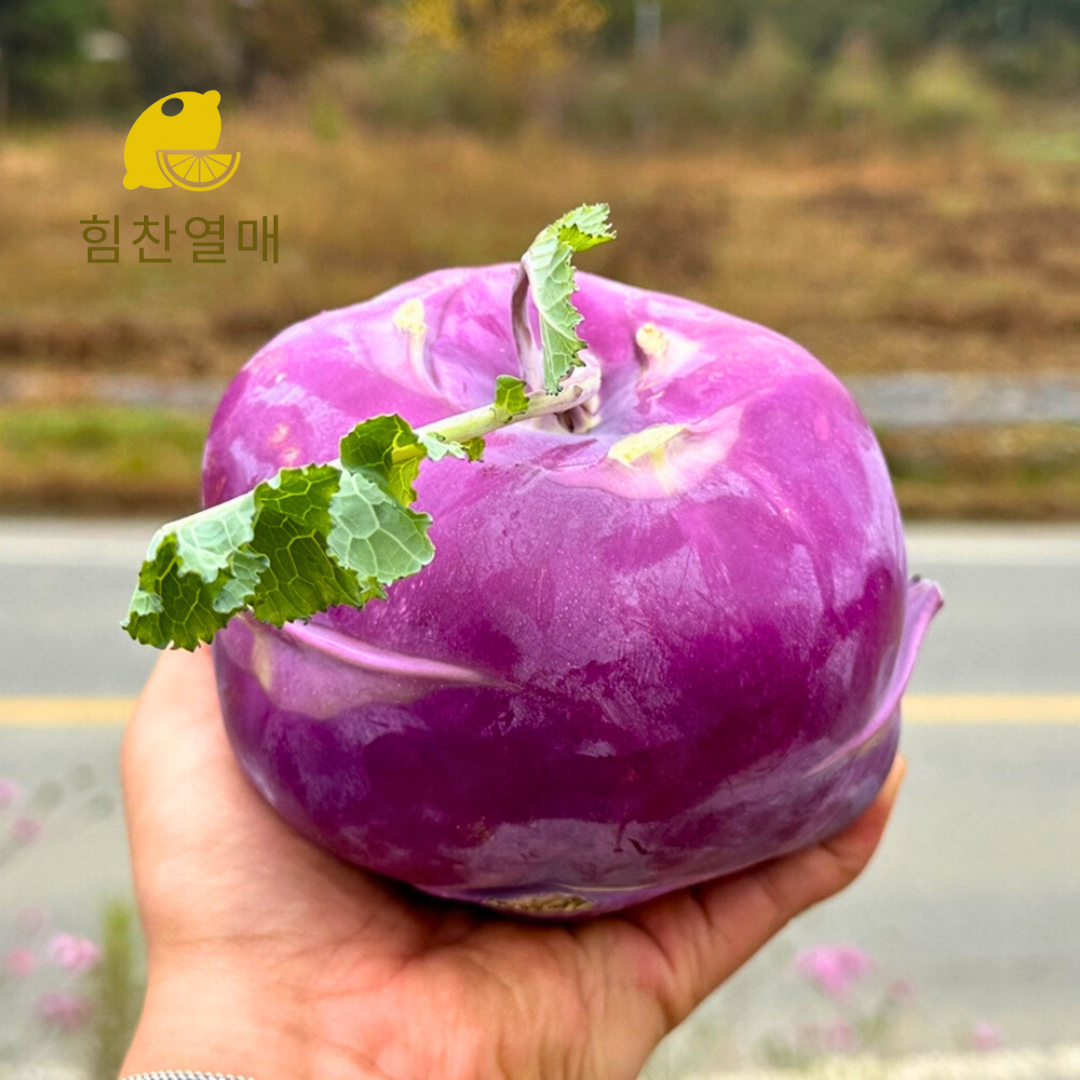 제주 콜라비 산지직송 햇 특품 채소 - 상세 이미지 2